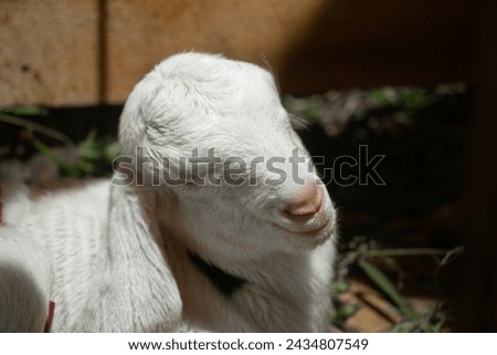  close-up image of a goat's head, side view against a dark background, Indonesian Javanese goat