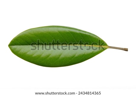 Close-up of a magnolia tree leaf Isolated on white background