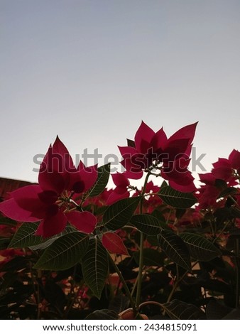 A Flower picture named Poinsettia