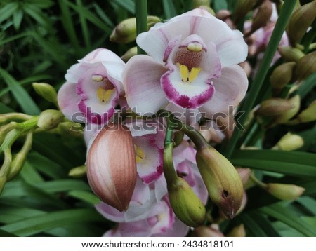 A diverse array of orchids showcases various types and colors, highlighting the rich and vibrant beauty of these captivating flowers.