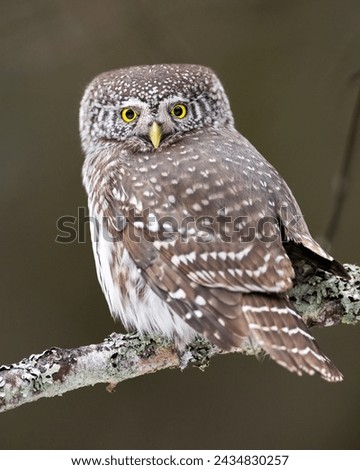 Pygmy owl on a branch in the forest