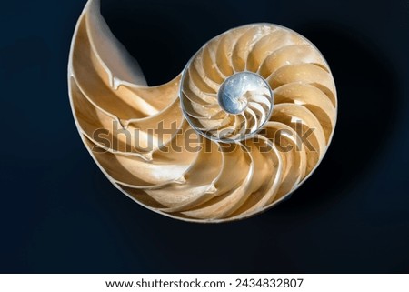 Emperor Nautilus shell Interior (Nautilus Pompilius) - Seashell Royalty-Free Stock Photo #2434832807