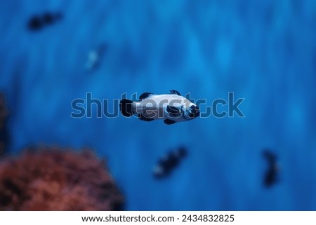 Black Frostbite Ocellaris Clownfish (Amphiprion ocellaris) - Aquarium fish Royalty-Free Stock Photo #2434832825