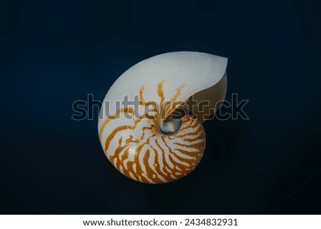 Emperor Nautilus shell (Nautilus Pompilius) - Seashell Royalty-Free Stock Photo #2434832931