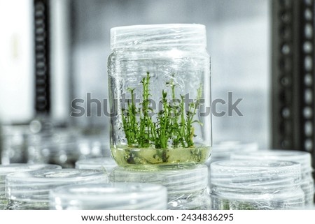 Phalaenopsis plants tissue culture glass bottle in research laboratory room. Tissue culture is in vitro aseptic culture of cells or tissues plant under controlled of nutritional and environmental. Royalty-Free Stock Photo #2434836295