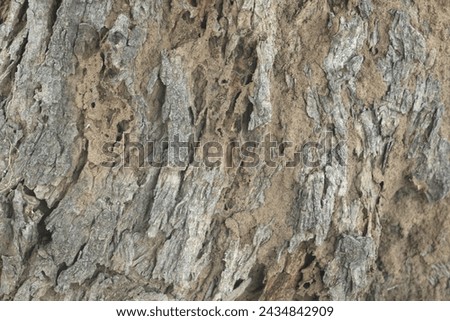 Old tree texture. Bark pattern, For background wood work, Bark of brown hardwood, thick bark hardwood, residential house wood. nature, tree, bark, hardwood, trunk, tree , tree trunk close up texture Royalty-Free Stock Photo #2434842909