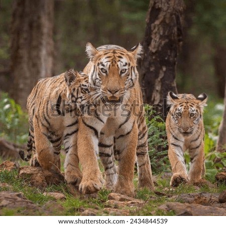 In perfect harmony, a group of tigers strides through their territory, united in their quest for sustenance. With familial bonds strong, they navigate the wilderness, hunting together for their meal. Royalty-Free Stock Photo #2434844539