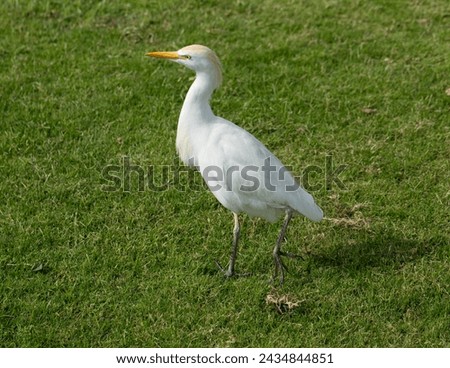 The western cattle egret (Bubulcus ibis) is a species of heron (family Ardeidae) found in the tropics. Fauna of the Sinai Peninsula. Royalty-Free Stock Photo #2434844851