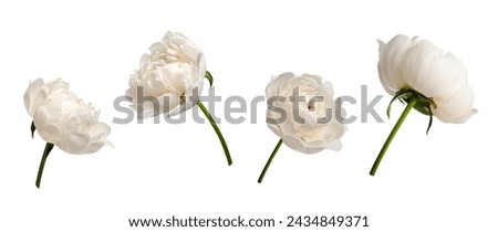 Botanical Collection. Set of white peony flowers isolated on white background. Set for creating floral arrangements, cards, wedding invitations, designs, collages, floral frames.