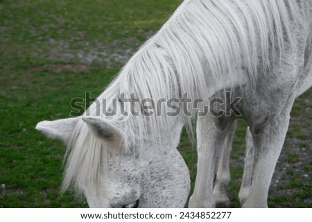 White old horse on a green lawn. Pet, faithful friend.