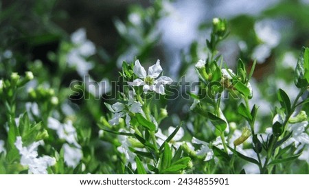 BANDUNG, INDONESIA - MAY 6th, 2022 - Mexican Heather or Elfin Herb Royalty-Free Stock Photo #2434855901