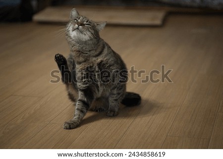 Domestic cat sitting on a wooden floor, looking at the camera
