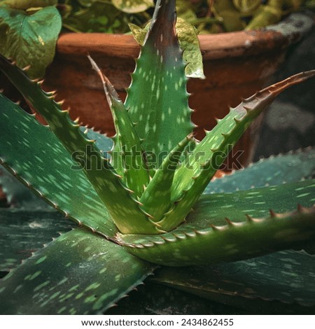 Green Aloe vera plant picture