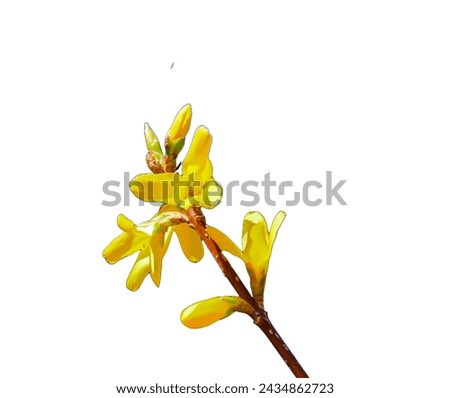 Forsythia branch isolated in studio
