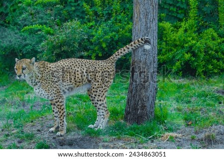 beautiful adult cheetah walks around its territory and marks trees. Nature and animals background