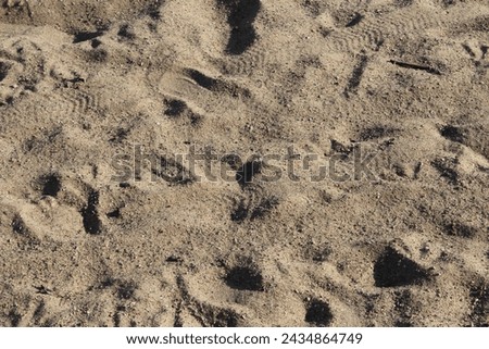 footprints in the sand at a beach