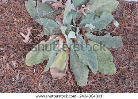 close up of mullein plant