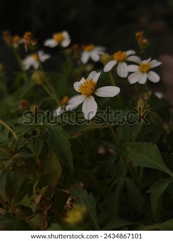 "Bidens pilosa flower pictures showcase the vibrant yellow blooms of this common weed, known for its slender petals and spiky seeds."