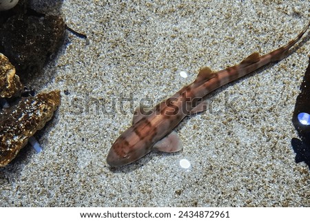 This is a picture of a striped sand shark, swimming around inside of an aquarium.