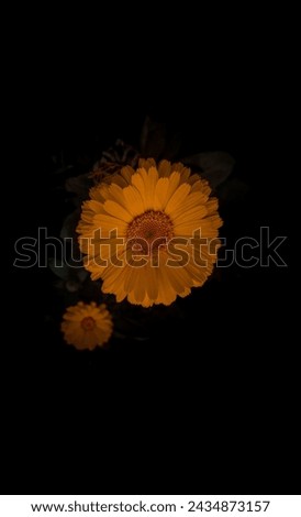 Sun flower pictures dark sunflower picture