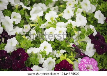 colorful violets in the garden Royalty-Free Stock Photo #2434875507
