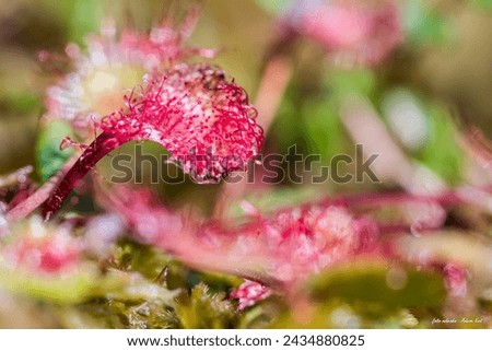 An insectivorous plant that attracts and eats insects Royalty-Free Stock Photo #2434880825