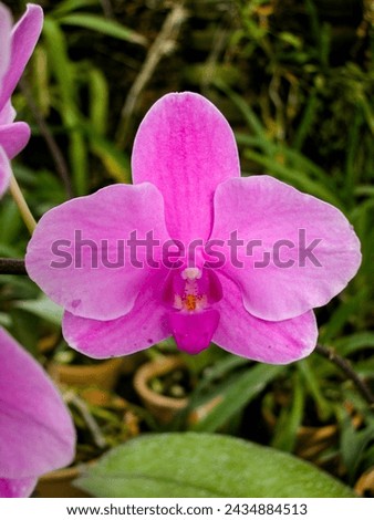 Orchids. Various species. Rare and unique specimens. Variety of shapes and colors

