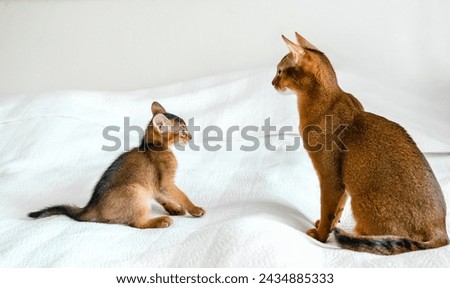 Mom adult cat, small little newborn kitty. Wild-colored kitten of Abyssinian cat breed on soft white blanket playing in bed. Funny fur fluffy family at home. Cute pretty brown red pet pussycat. Royalty-Free Stock Photo #2434885333