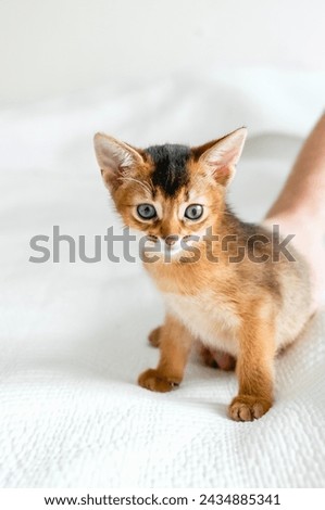 Small little newborn kitty, wild-colored kittens of Abyssinian cat breed lie, sleep sweetly on soft white blanket in bed. Funny fur fluffy kitty at home. Cute pretty brown red pet pussycat, blue eyes. Royalty-Free Stock Photo #2434885341