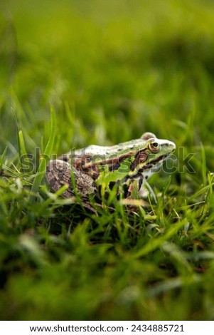 Macro shot of European frog sitting on green grass. Isolated on blurred green background