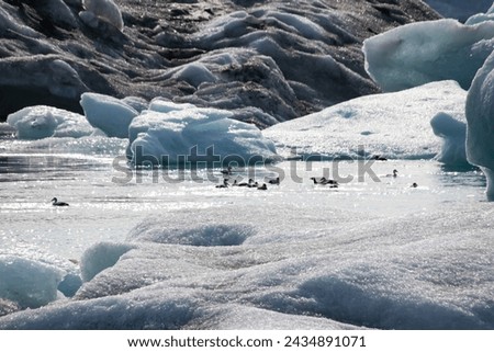 ducks on a glacial lake in iceland next to melting glacier floes climate crisis 
