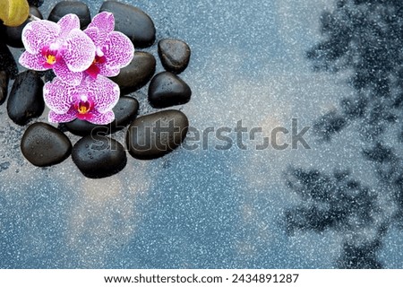 Pink orchid flowers on a gray background, space for a text .