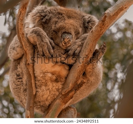 Cute koala asleep in a very strange position in a eucalyptus tree. 