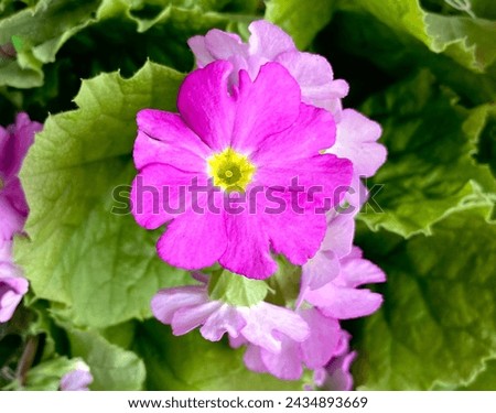 Beautiful closeup macro pink plant, flower, petals and green leaves background 