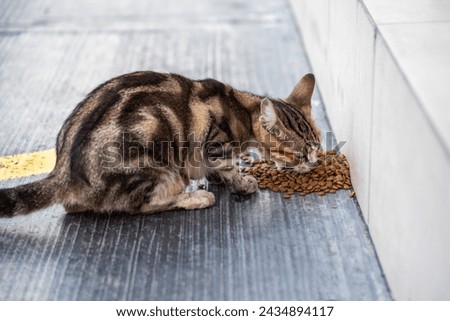 Beautiful stray cat is eating cat food in a park, close up, outdoor photography
