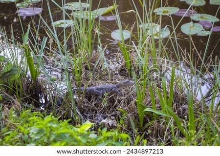Baby alligator blending into its environment. Baby alligator in a swamp.  