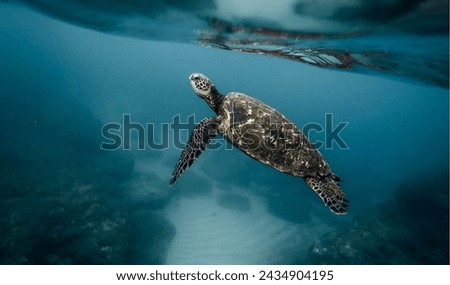 Beautiful turtles in a beautiful ocean