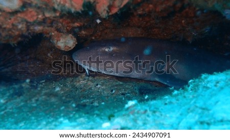 Bamboo shark hiding under the hard coral lying on the sandy bottom at depths of Andaman sea, Thailand, his natural environment. Picture taken from close distance.