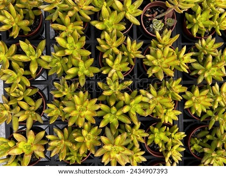 Close up of different varietal agave succulent plants in pots, selective focus. Royalty-Free Stock Photo #2434907393