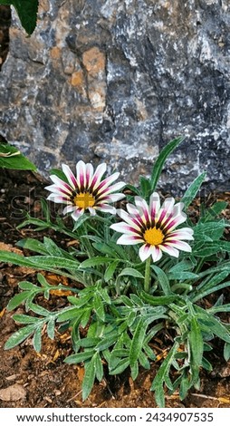 Gazania flower with white petals and red stripes  In the center there was yellow pollen, a small tree with silver-green leaves, and a rock in the background.