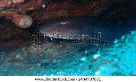 Bamboo shark hiding under the hard coral lying on the sandy bottom at depths of Andaman sea, Thailand, his natural environment. Picture taken from close distance.