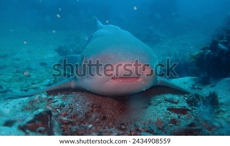 Leopard shark also called zebra shark from detailed picture lying on the sandy bottom facing the camera with his mouth in deep blue warm water of Andaman sea, Thailand.