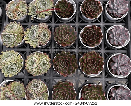 Close up of different varietal agave succulent plants in pots, selective focus. Royalty-Free Stock Photo #2434909251