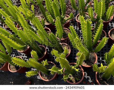 Close up of different varietal agave succulent plants in pots, selective focus. Royalty-Free Stock Photo #2434909601