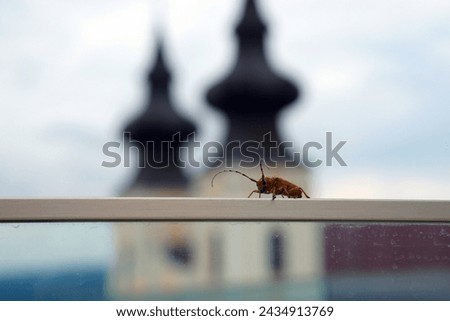 Beetle with Blurred Church Background 