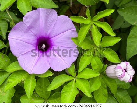 Budding and blooming morning glories （Ipomoea cairica) Royalty-Free Stock Photo #2434914257