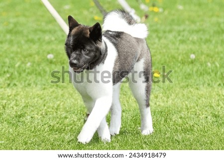 Akita dog standing in a field on a bright sunny day

