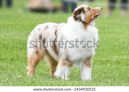 Merle Australian shepherd dog standing in a field on a bright sunny day
