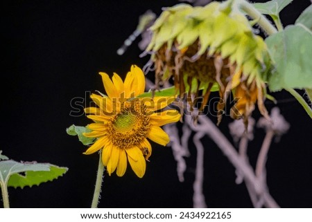 The sunflower on sunlight in the garden