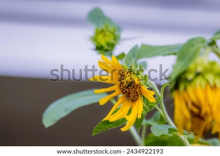 The sunflower on sunlight in the garden